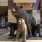 Bear Statues