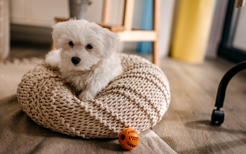 Puppy in  dog bed with a toy.
